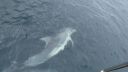 Dolphin_8.jpeg